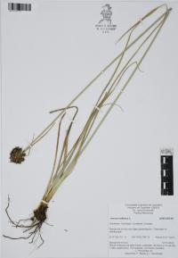 Juncus nodosus image